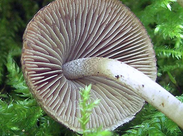 Psathyrella hirtosquamulosa   (Peck)   A. H. Smith